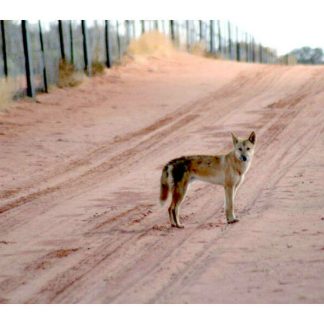 Wild Dog / Dingo Fence